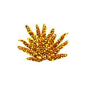 Yellow Acropora